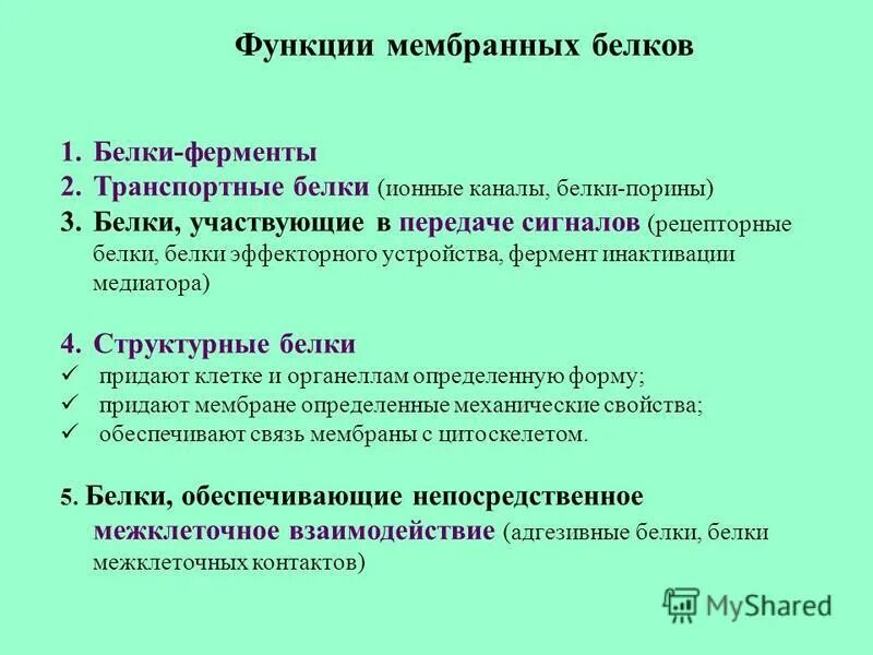 Интегральные полуинтегральные и периферические белки. Функции белков в мембране клетки. Транспортные белки мембраны функции. 4 функции мембранных белков. 4 функции мембранных белков.