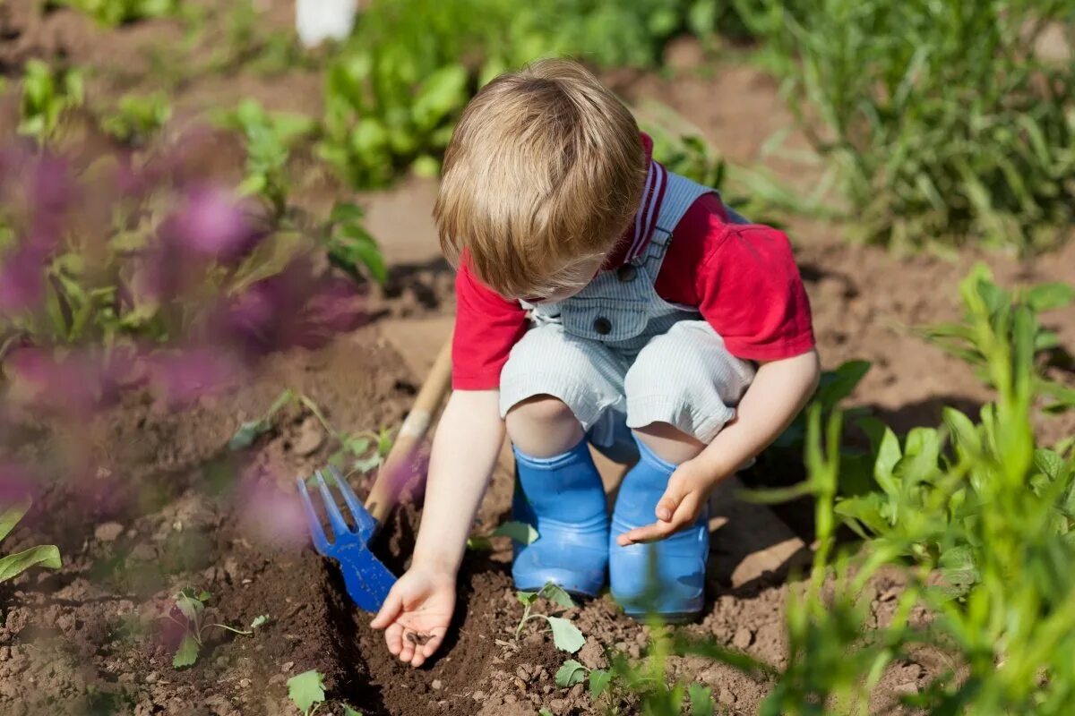 Весенний труд. Посадка растений в саду. Посадка растений в детском саду. Труд в огороде. Мальчик в огороде.