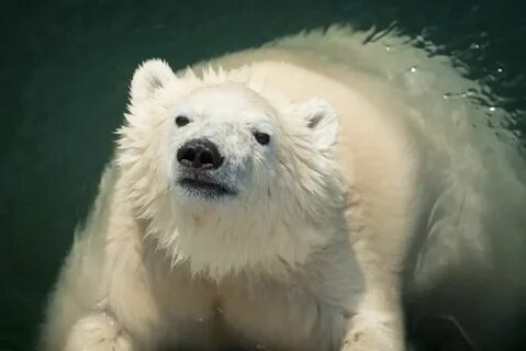 Nora the Polar Bear photo 9.