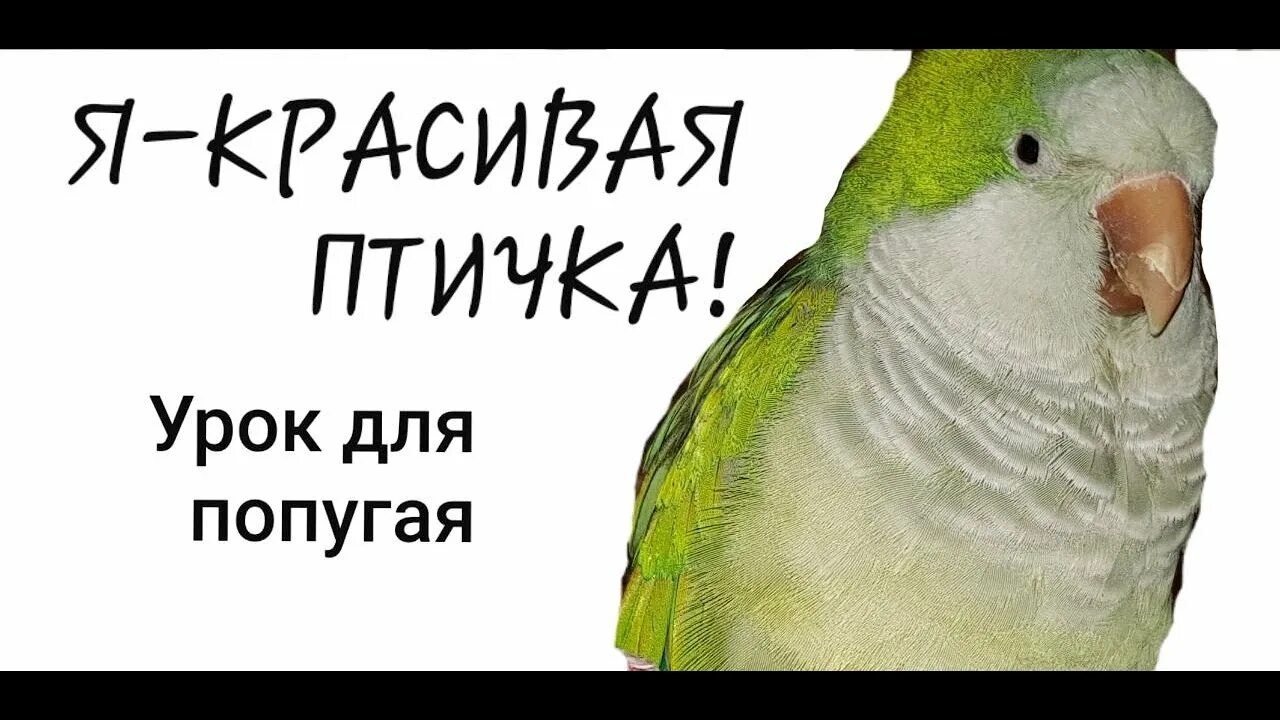 Включи попугай говорит. Запись для попугая обучающая. Как быстро научить попугая разговаривать. Как учить попугая говорить. Как быстро научить попугая говорить.