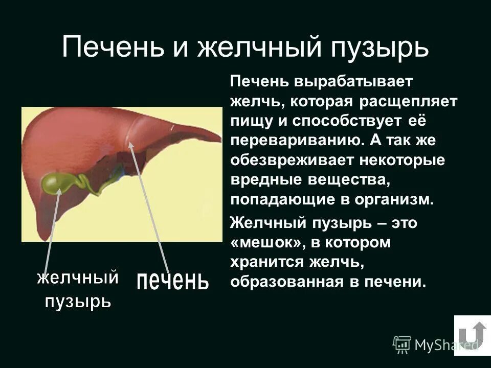 Желчный пузырь простыми словами. Функции желчного пузыря и желчи. Функции желчного пузыря в организме человека. Желчь,желчный пузырь ,желчеобразование. Функции желчного пузыря у человека.