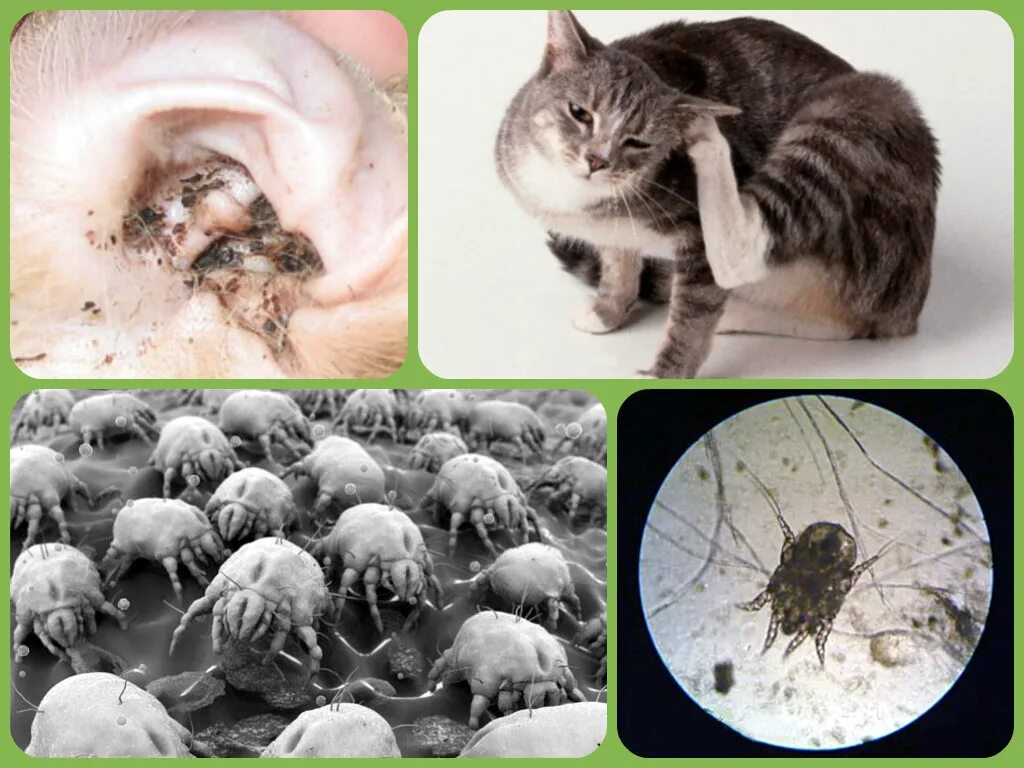 Заболевания передающиеся от кошек. Отодектоз. Ушной клещ у кошек. Отодектоз (ушная чесотка) собак. Чесоточный клещ (отодектоз).