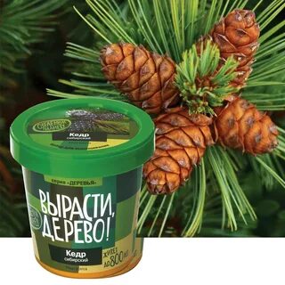 Семена сосны кедровой сибирской