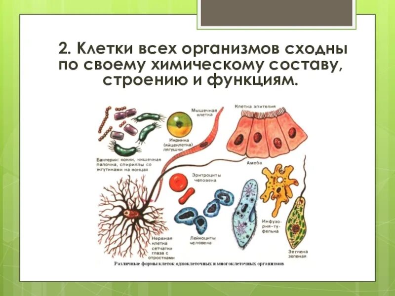 Строение разных клеток. Клетки всех организмов сходны. Клеточное строение организмов. Клетки всех организмов сходны по химическому составу. Живые организмы имеют клеточное строение