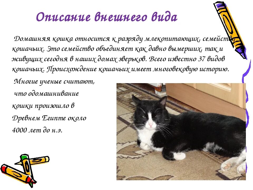 Описание кошки 5 класс русский язык. Описание животного Кош и. Описание кошки. Сочинение про кошку. Внешний вид кошки описание.