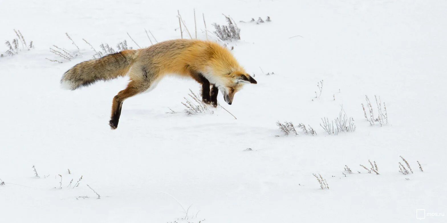 Лисица гонится за косулей скорость лисицы 11. Лиса в прыжке. Лис охотится. Лиса охотится зимой. Мышкование лисы.