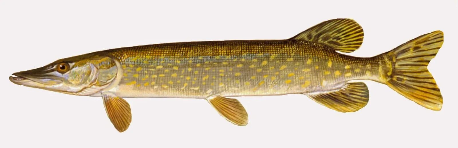 Обыкновенная щука (esox lucius). Обыкновенная щука (esox lucius). Щука карточка для детей. Щука для детей. Рыба щука.