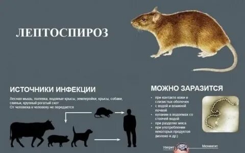 Лептоспироз животных