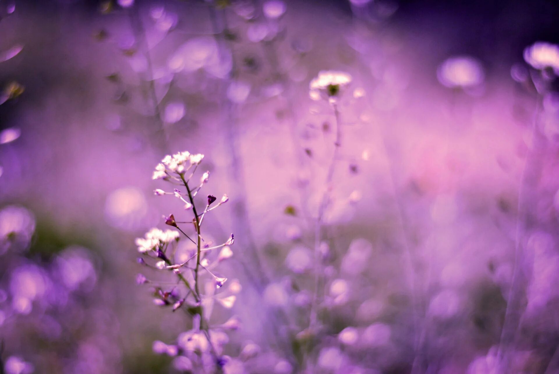 Нежно фиолетово розовый. Сиреневые цветы. Фиолетовые цветы. Сиреневые цветочки. Нежные сиреневые цветы.