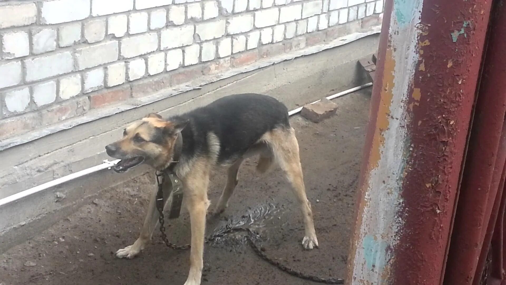 У собаки сводит лапы. Собака скулит.