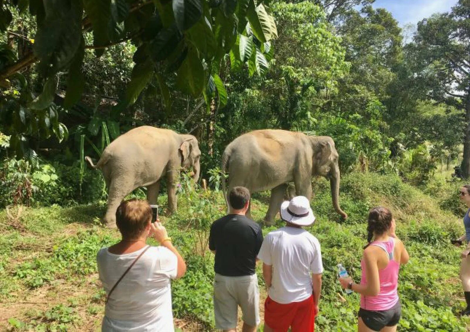 Elephant sanctuary park. Пхукет Элефант Санктуари. Заповедник слонов Пхукет. Пхукет Слоновий питомник. Санктуарий слонов Пхукет.