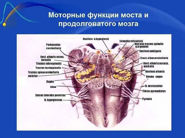 Капилляр щитовидной железы продолговатый мозг. Внутреннее строение продолговатого мозга анатомия. Внутреннее строение продолговатого мозга ядра. Серое вещество продолговатого мозга. Ядра моста продолговатого мозга.