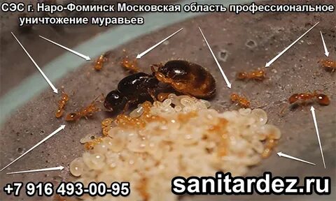 Сэс наро фоминск