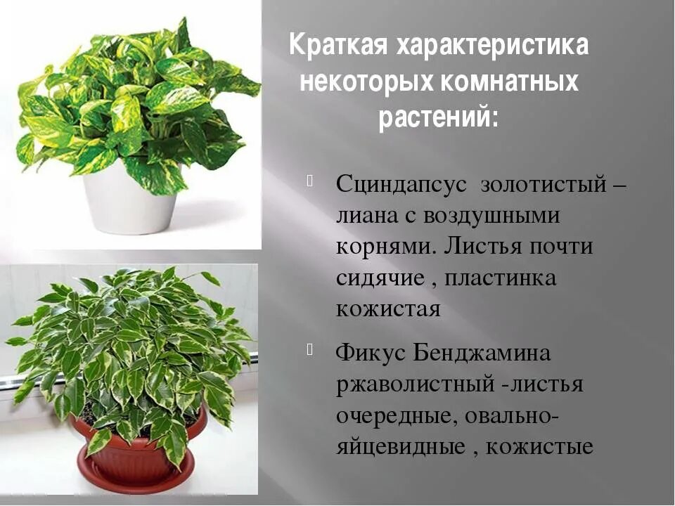 Как узнать название цветка комнатного по фото: найдено 84 картинок