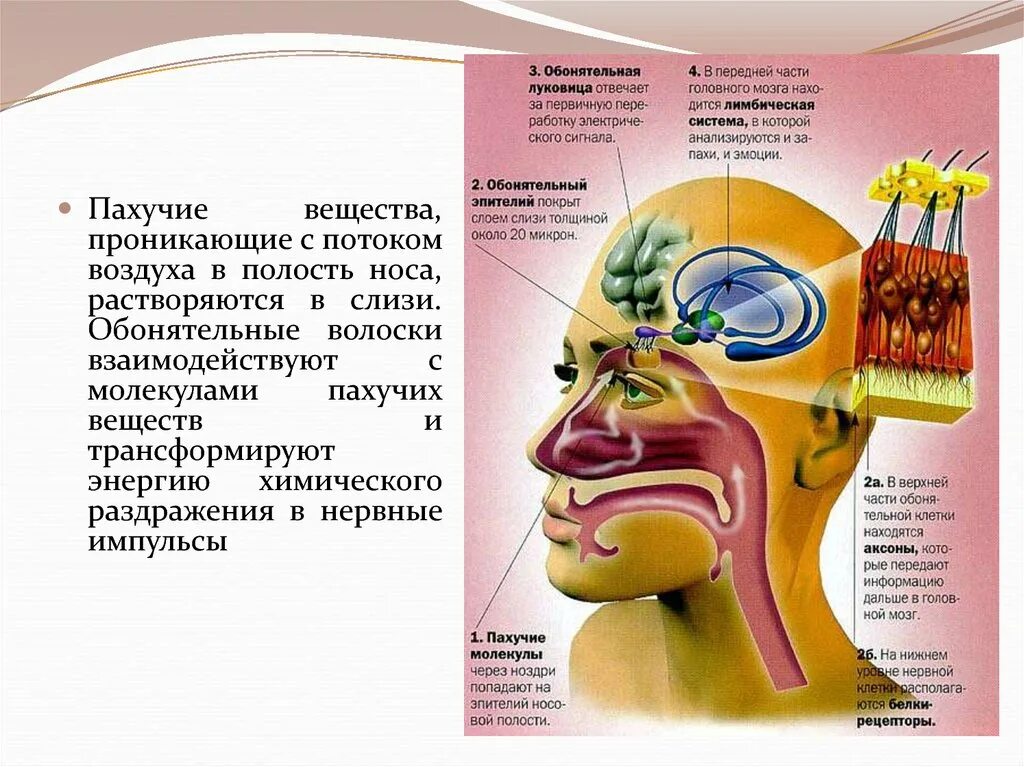 Обоняние строение и функции. Строение и функции обонятельного анализатора анатомия. орган обоняния анатомия строение и функции. строение органа обоняния и обонятельного анализатора.. обаятельный анализатор функции.