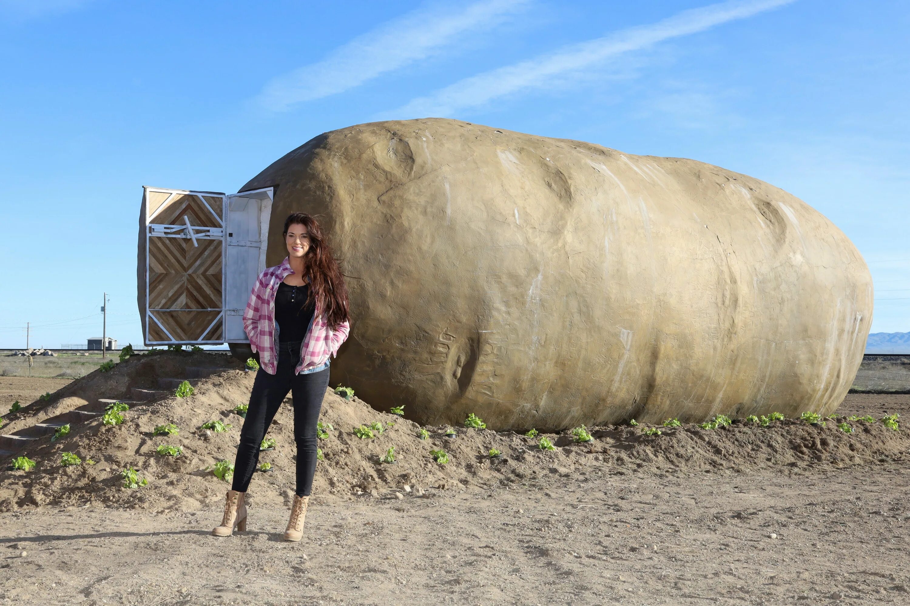 Хорошо громадный. Самая большая картошка. Самая огромная картошка. Самая огромная картошка в мире. Самая гигантская картошка в мире.