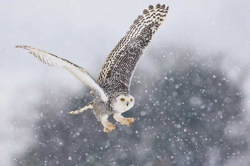 Полярная сова в полете фото Snowflake the snowy Harfang des neiges, Image de hibou et Animaux