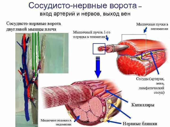 Сосудистые пучки это. Сосудисто нервный пучок. Сосудисто-мышечный пучок. Капилляры и нервные волокна в мышце.