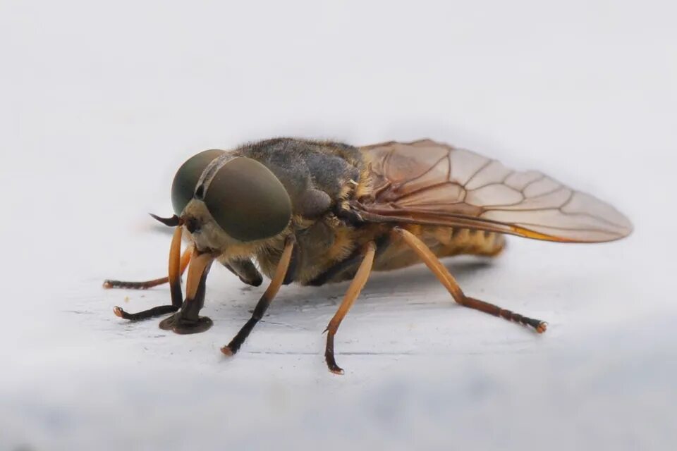 Слепень бычий Tabanus bovinus. Муха Овод. Слепень и Овод. Паут Овод слепень.