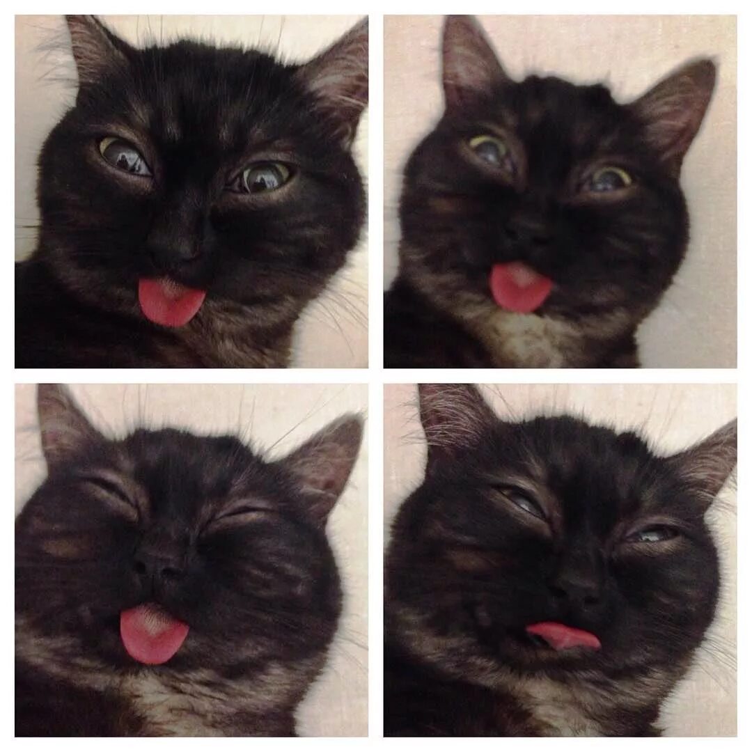 кот с высунутым языком мем. хитрый кот. кот показывает язык мем. коты с языком. головизнин константин.