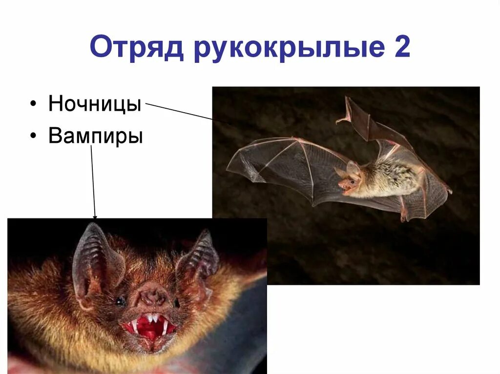 Рукокрылые млекопитающие представители. Отряд рукокрылые строение. семейство рукокрылых представители. отряд туко крылые представители.