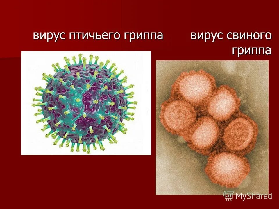 Вирусы относятся к форме жизни. Вирус гриппа. Вирус птичьего гриппа. Вирус свиного гриппа. Строение вируса гриппа.