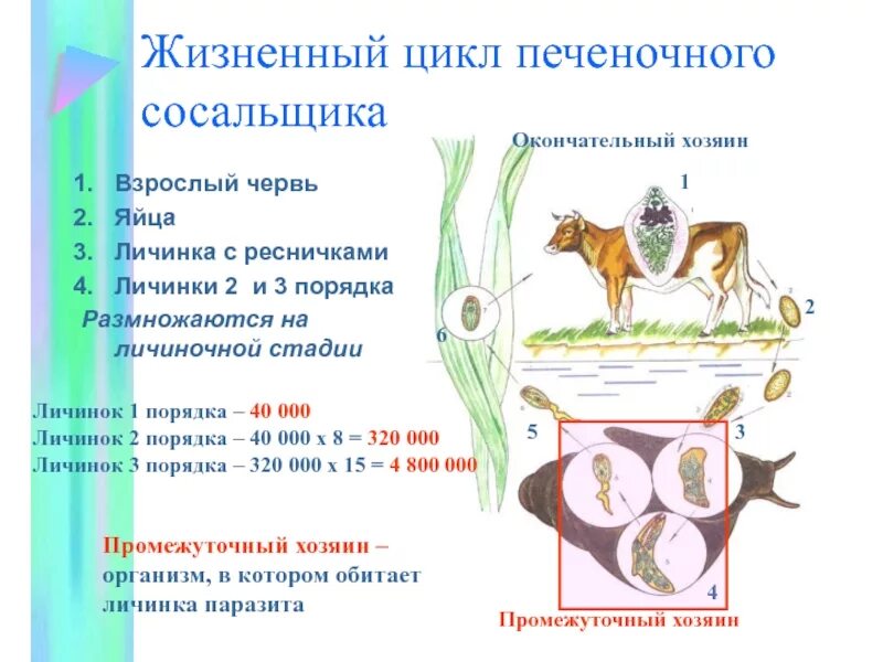 Цикл развития печеночного сосальщика таблица. Цикл размножения печеночного сосальщика. Стадии развития печеночного сосальщика биология 7 класс. Схема развития печеночного сосальщика.