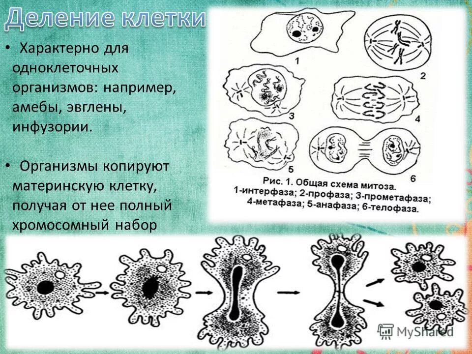 Митоз одноклеточных. Митоз одноклеточных. Митоз одноклеточных. Бесполое размножение митоз схема. Формы бесполого размножения митоз.