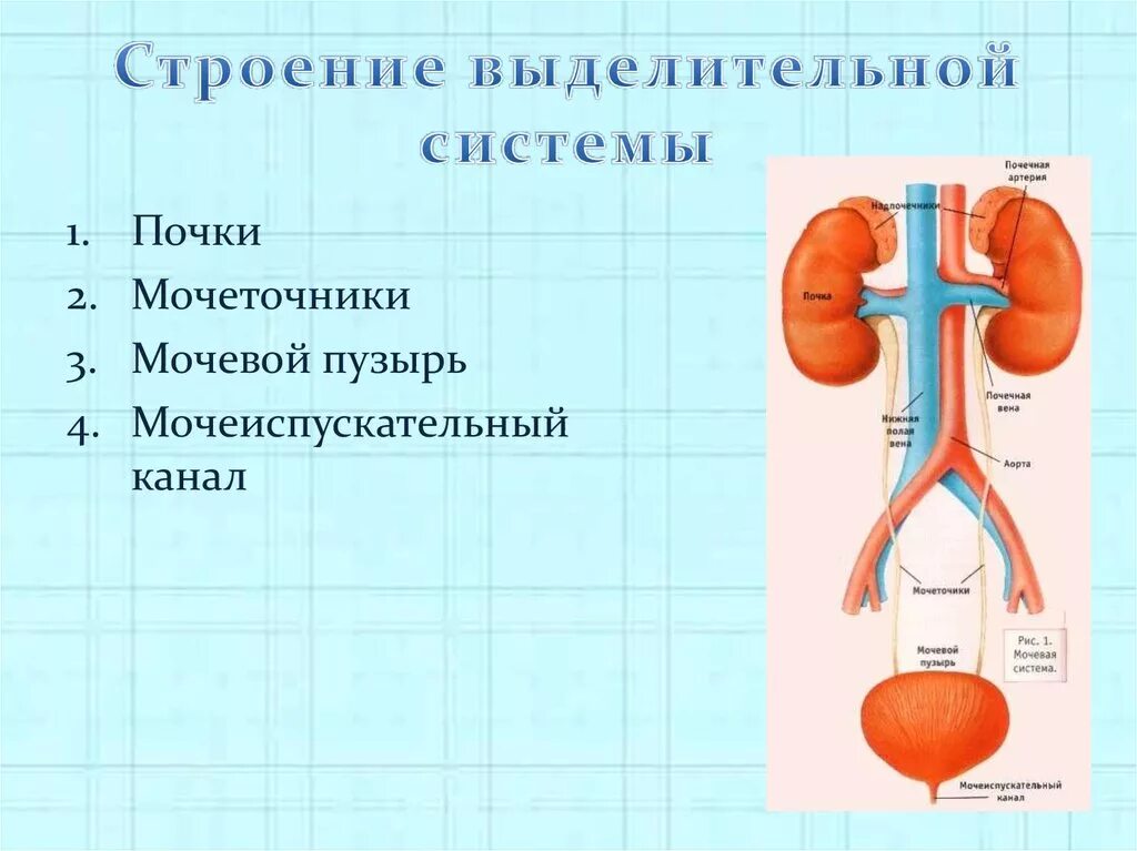 Органы выделения мочи человека. Мочевыделительная система строение анатомия. Выделительная система человека схема 4 класс. Строение мочевыделительной системы человека анатомия. Строение и функции органов выделительной системы.