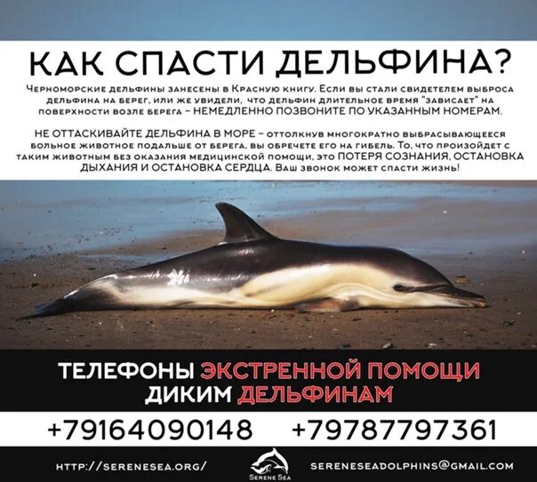 Спасен дельфином 5