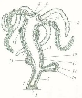 Рисунки по биологии 7 класс