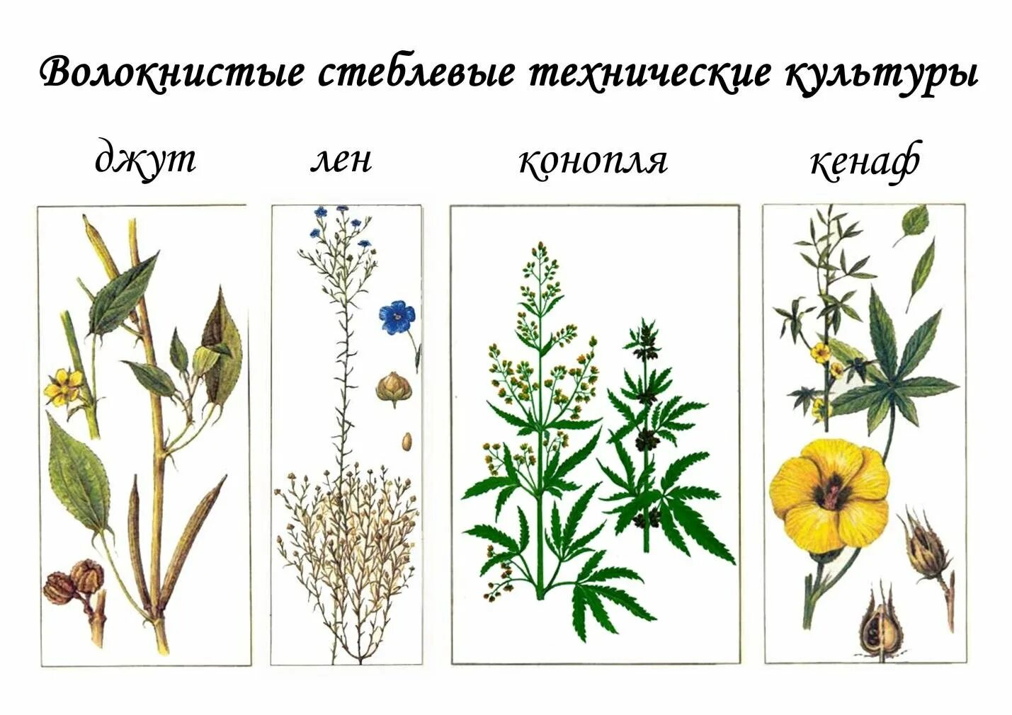 Технические культуры растений. Волокнистые растения. Технические культуры волокнистые. Волокнистые культурные растения. Технические виды растений