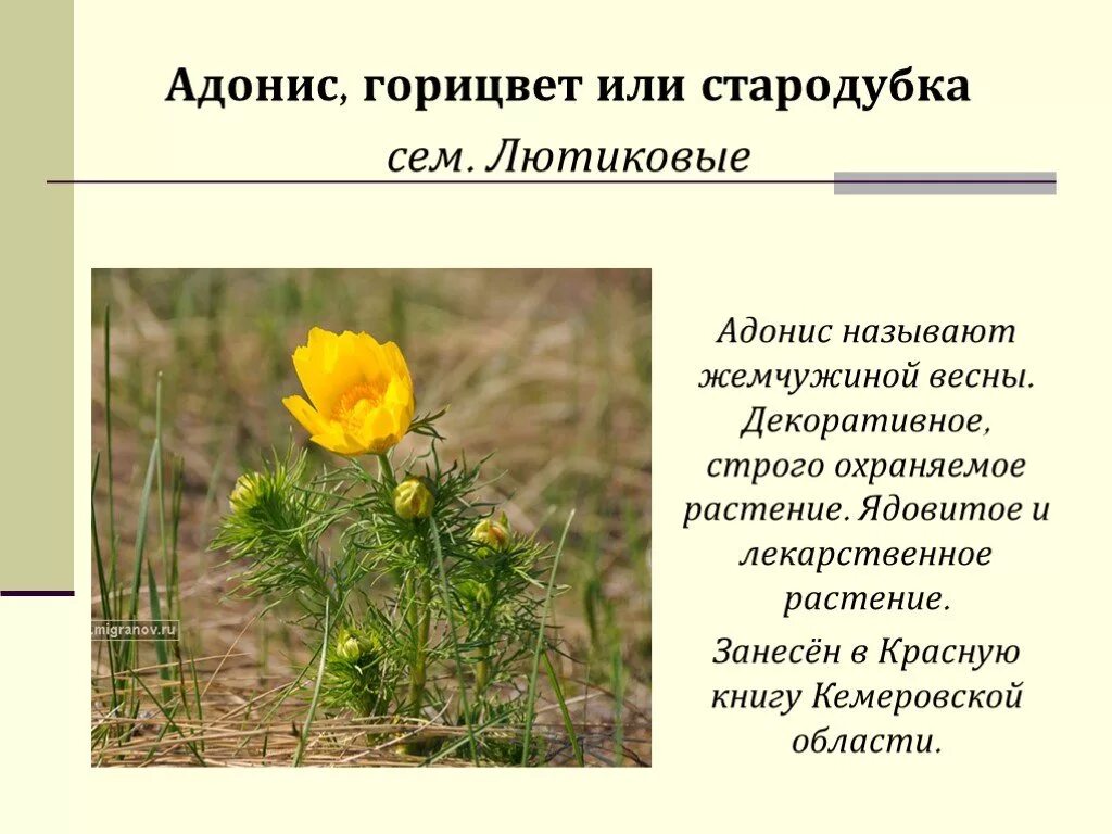 Красная книга кузбасса растения книга. Красная книга кузбасса растения. Редкие растения кузбасса. Растения кузбасса занесенные в красную. Цветы занесенные в красную книгу кемеровской области.