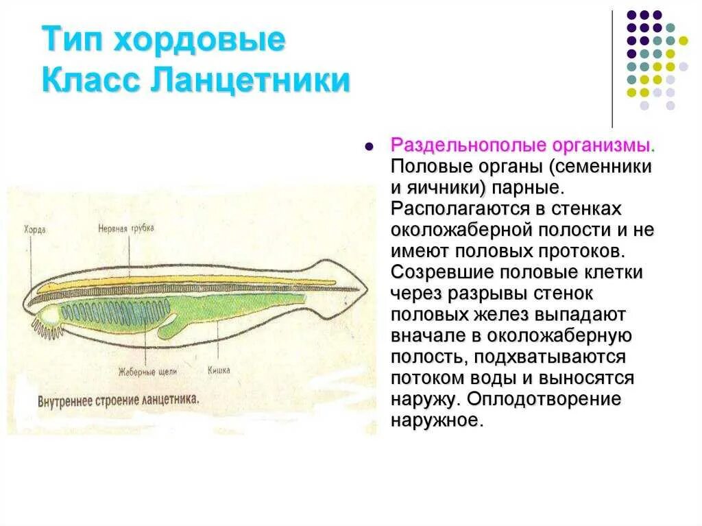 Общая характеристика типа ланцетника. Тип Хордовые Подтип Бесчерепные класс Ланцетники. Строение Подтип ланцетника. Нервная система ланцетника 7 класс.