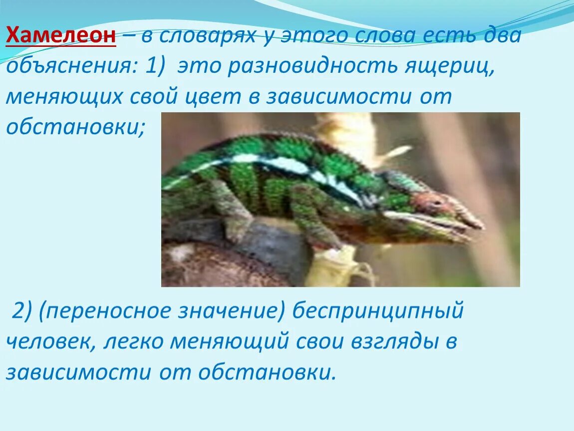 Хамелеон кто написал. Хамелеон презентация. Хамелеон презентация 7 класс. Характеристика хамелеона. Рассказ хамелеон.