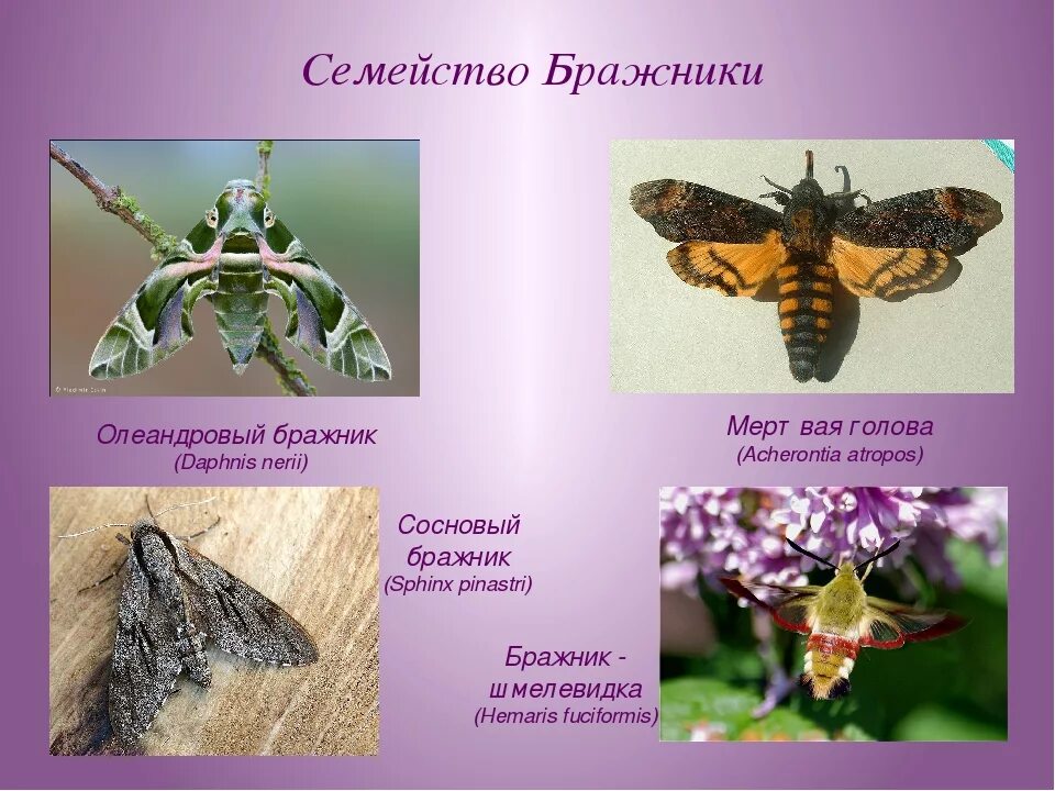 Олеандровый бражник занесен в красную. Олеандровый Бражник сообщение 4 класс. Бабочка олеандровый Бражник. Олеандровый Бражник сообщение. Олеандровый Бражник в красной.