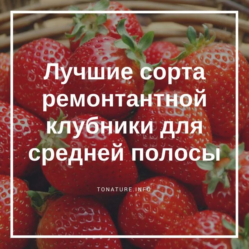 Сорта клубники для средней полосы открытого грунта. Хорошие сорта клубники для средней полосы. Ремонтантная клубника лучшие сорта. Лучшие сорта ремонтантной клубники для средней полосы. Самый ранний сорт клубники для средней полосы.