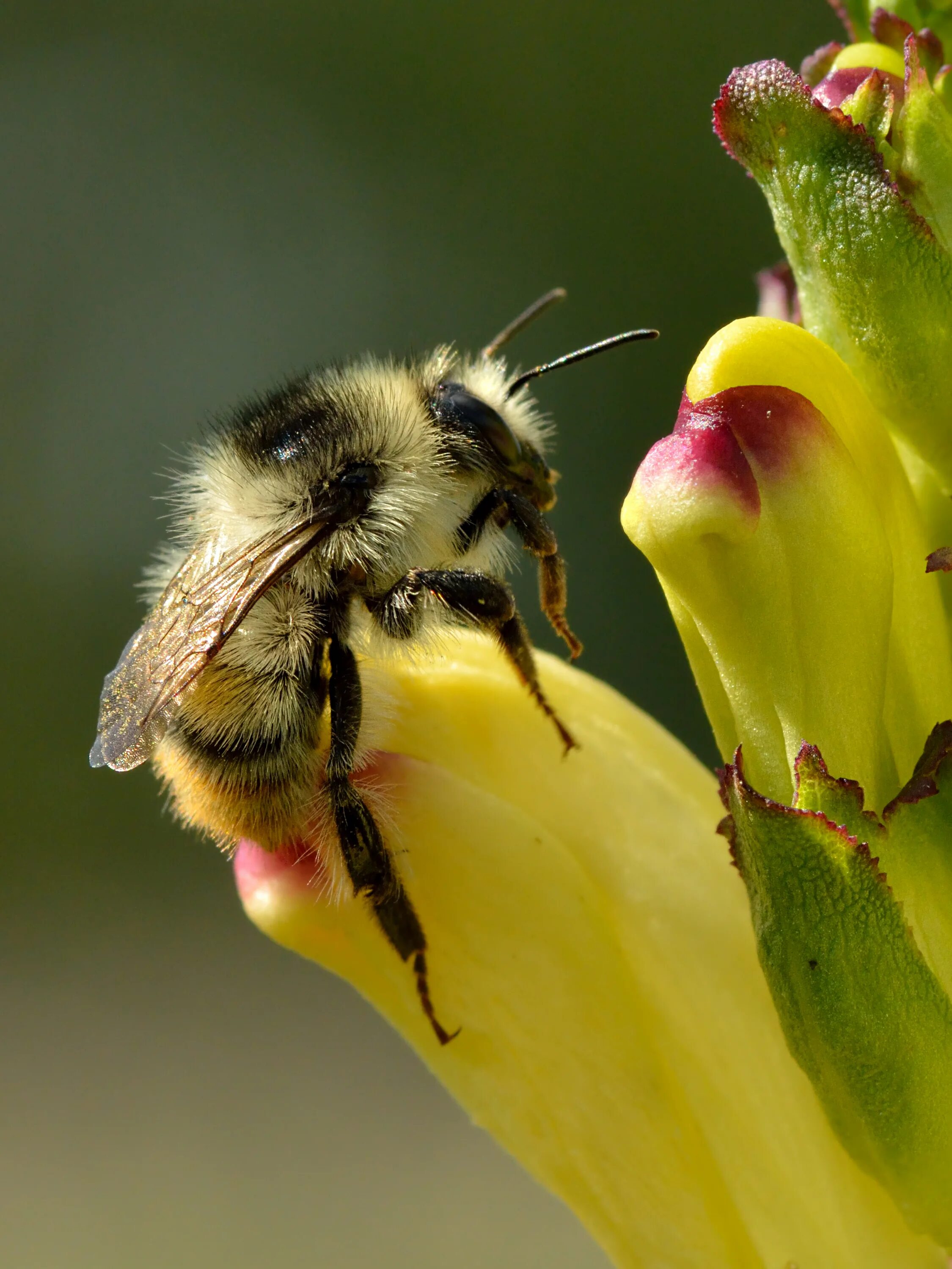 Шмель Bombus. Bombus Bombus. Бомбус Бомбус Шмель. Bombus silvarum.