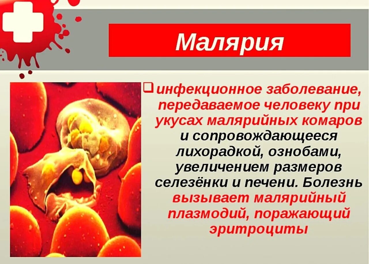 Тяжелое течение малярии возбудитель. Малярийный плазмодий признаки заболевания. Малярийный плазмодий симптомы. Малярийный плазмодий трансмиссивное. Малярия инфекционные болезни.