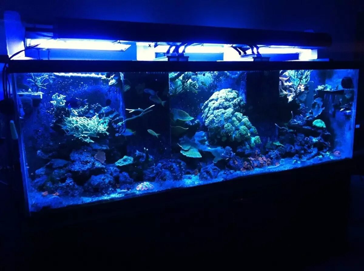 Нужен рыбкам свет ночью. Ультрафиолетовая лампа для аквариума. Подсветка для аквариума. Аквариум с ультрафиолетовой подсветкой. Ультрафиолетовый светильник для аквариума.