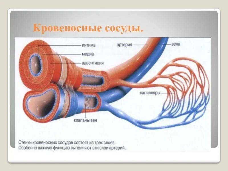 Строение оболочки артерии. Оболочки кровеносных сосудов. Стенка артерии состоит из 3 слоев оболочки. Строение стенки сосудов. Стенки артерий и вен имеют