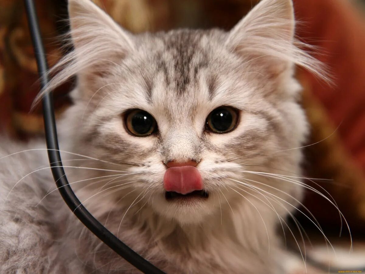 Показать картинку. Котенок с языком. Кот с высунутым языком. Кошка с вытянутым языком. Котенок с язычком.