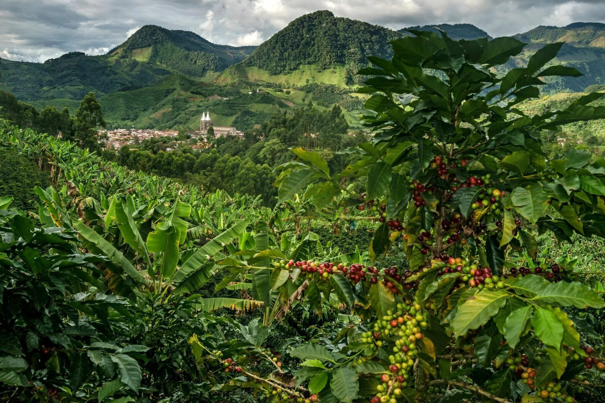 Колумбия страна кофе. Колумбия кофейные плантации. Плантации кофе в Колумбии. Coffea Arabica плантации. Плантации кофе в Бразилии.