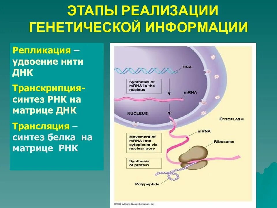 Митохондрия рнк. Реализация генетической информации схема. Этапы реализации генетической информации у эукариот. Транскрипция. Этапы передачи генетической информации. Этапы реализации наследственной информации.