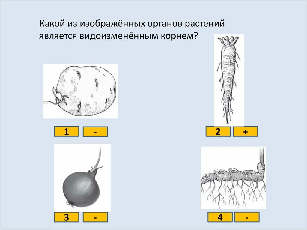 Растений являются видоизмененными корнями. Какой из органов растений является видоизмененным корнем. Какой из изображенных органов является видоизмененным корнем. Какой изображенных органов растений является видоизмененным корнем. Какой орган растения является видоизмененным корнем.