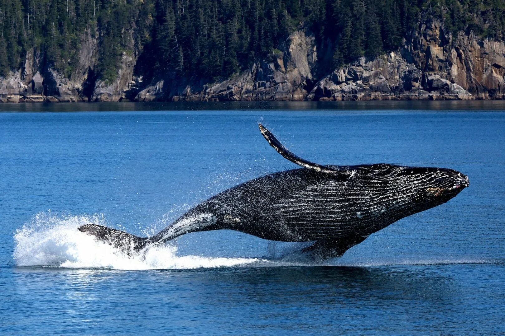 Китообразные горбатый кит. Горбатый кит Аляска. Горбач горбатый кит. Горбатый кит на Гавайях. Киты водятся в море