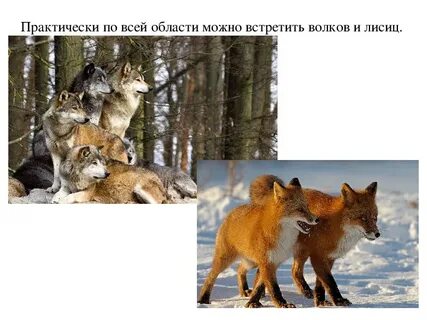 Проект животный мир родного края 3 класс