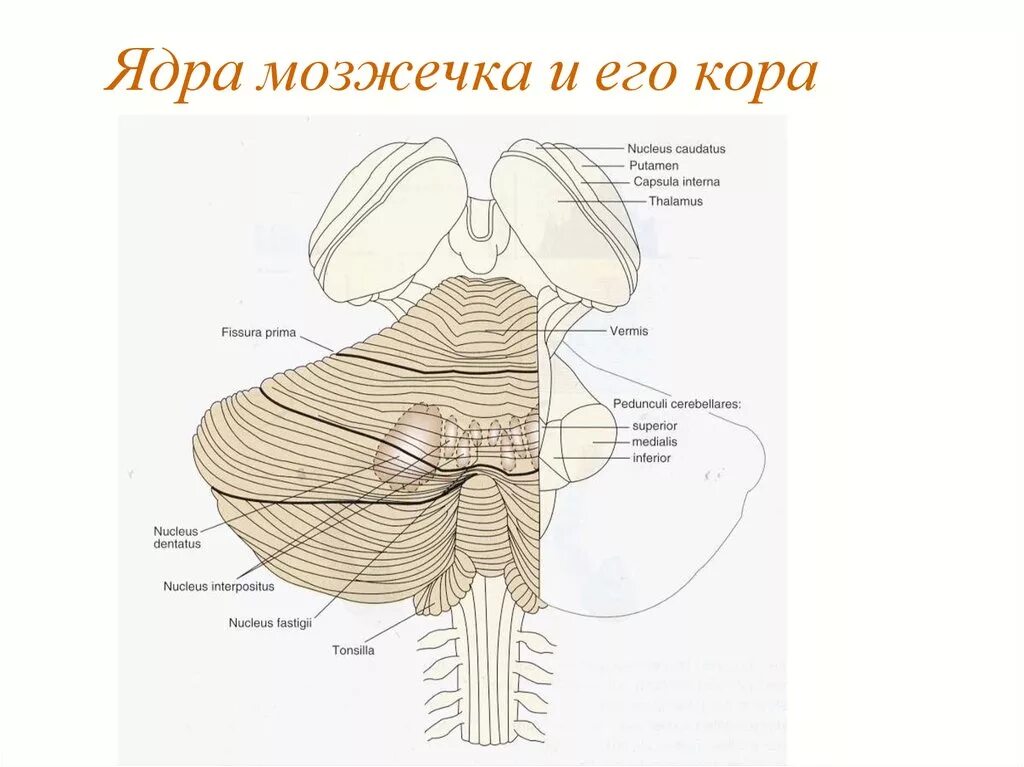 Ядра мозжечка схема. Nucleus fastigii мозжечка. Пути мозжечка анатомия схема. ЦНС мозжечок.