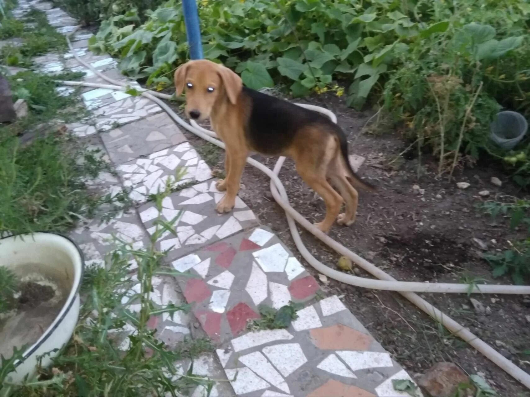 Русская пегая гончая. Белорусский гончак щенки. Щенки русской гончей. Белорусский гончак щенки. Болгарская гончая.