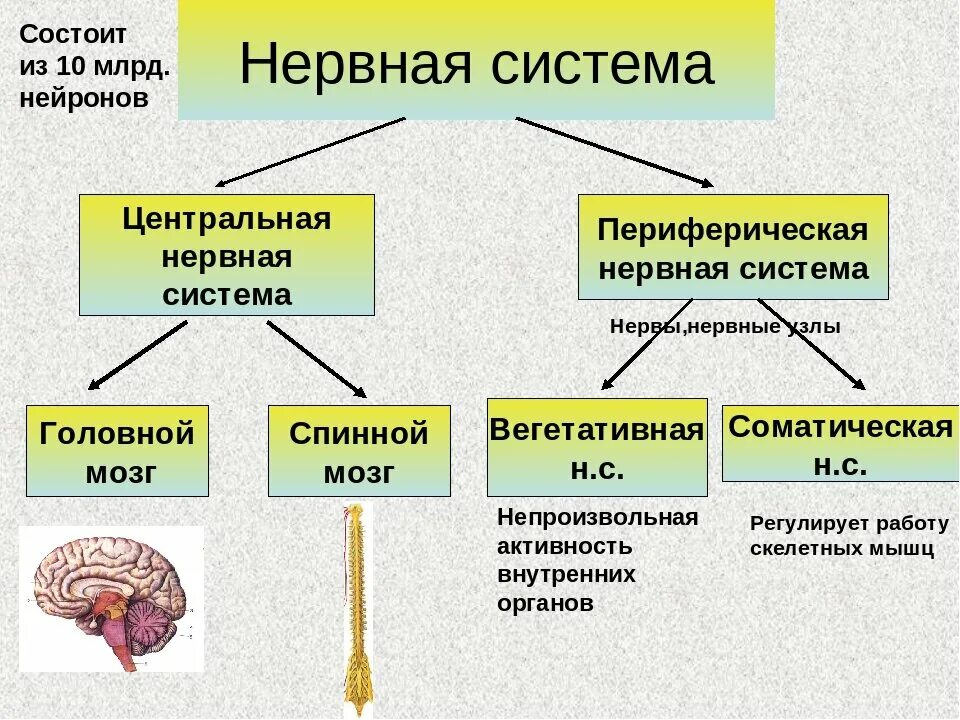 Какую роль играет нервная. Нервная система из чего состоит схема. Основные отделы центральной нервной системы человека схема. Нервная система ЦНС И ПНС схема. Схема центральной и периферической нервной системы с отделами.